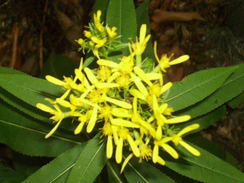 Senecio ovatus (=Senecio fuchsii) / Senecione di Fuchs